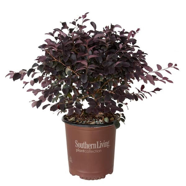 2.5 Qt. Red Diamond Midsize Loropetalum, Evergreen Shrub with Purple Foliage, Red Ribbon Blooms