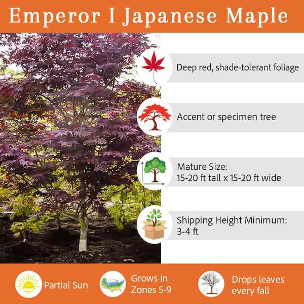 7 Gal. Emperor I Japanese Maple Ornamental Tree MAPJEM07G - The