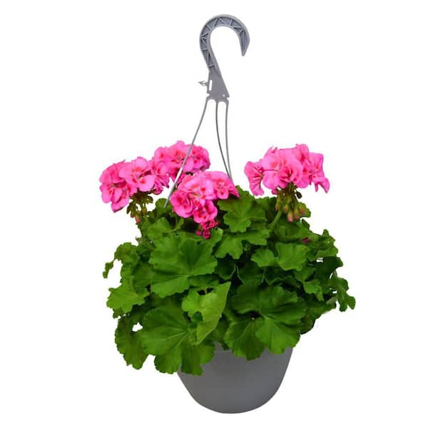 Vigoro 1.8 Gal. Premium Select Geranium Hanging Basket with Pink Flowers Plant (1-Pack)