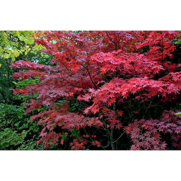 BELL NURSERY 3 Gal. Bloodgood Japanese Maple Live Tree with Attractive Red Foliage (1-Pack)