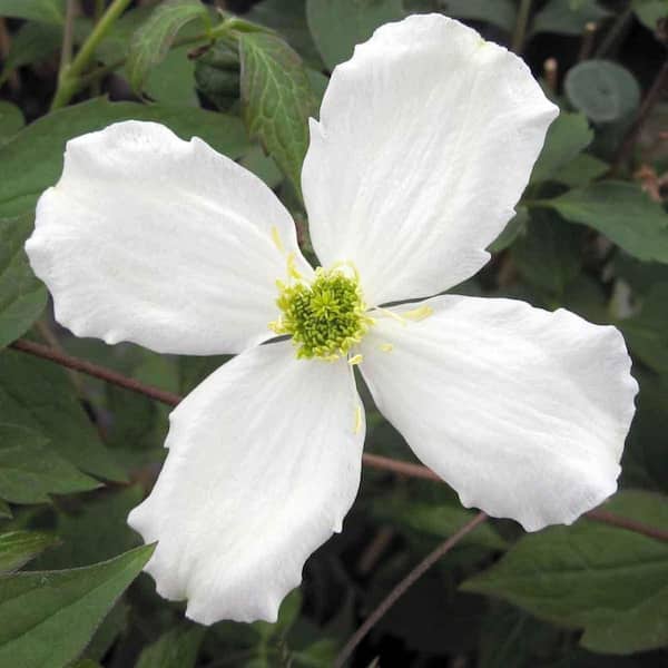 Wekiva Foliage Clematis Montana Grandiflora-4 Live Plants in 3.5 Inch Growers Pots-Bold and Beautiful Starter Flowering Vine