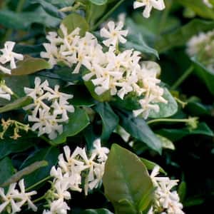 3 Gal. Confederate Large Leaf Jasmine (Star Jasmine) Live Shrub with White Fragrant Blooms