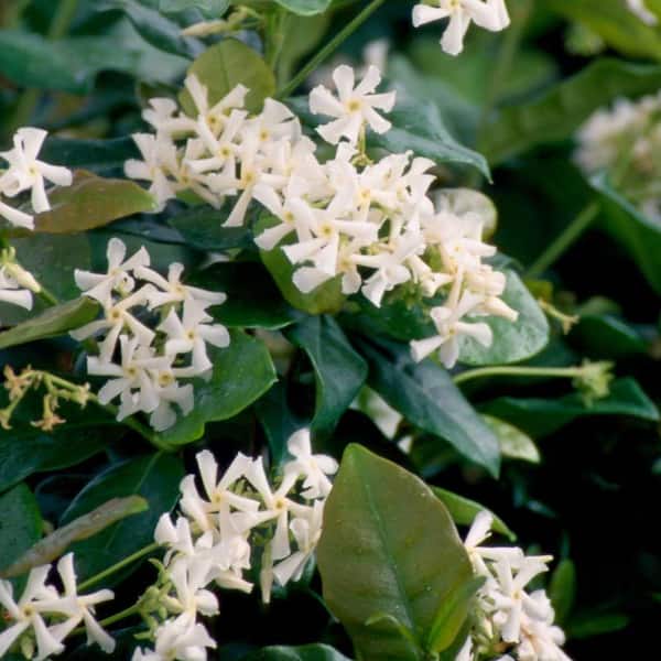 FLOWERWOOD 3 Gal. Confederate Large Leaf Jasmine (Star Jasmine) Live Shrub with White Fragrant Blooms
