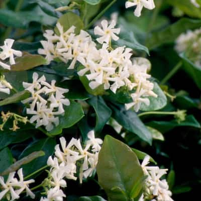 2.5 gal. Confederate Jasmine (Star Jasmine) Live Vine Plant with White Fragrant Blooms