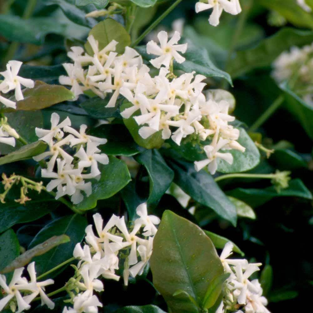 FLOWERWOOD 5 Gal. Confederate Large Leaf Jasmine (Star Jasmine