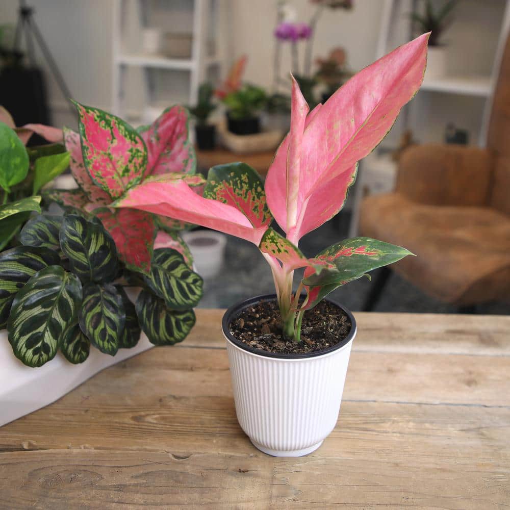Aglaonema China Red Pink Indoor Houseplant in White Pot