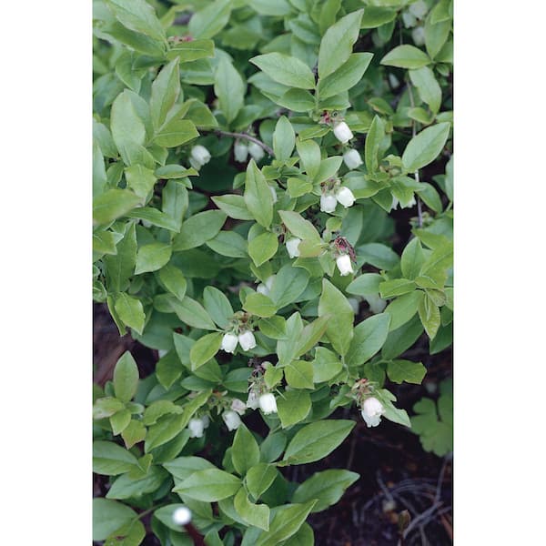 2.5 qt. Spartan Blueberry Live Plant with Extra Large Sweet and Firm  Berries 1 each O892801 - The Home Depot