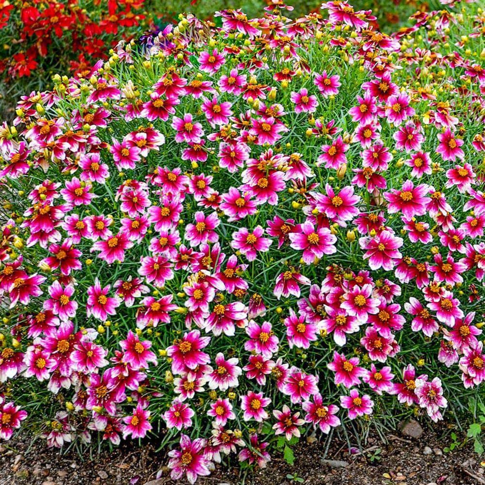 perennials-96049-64_1000.jpg