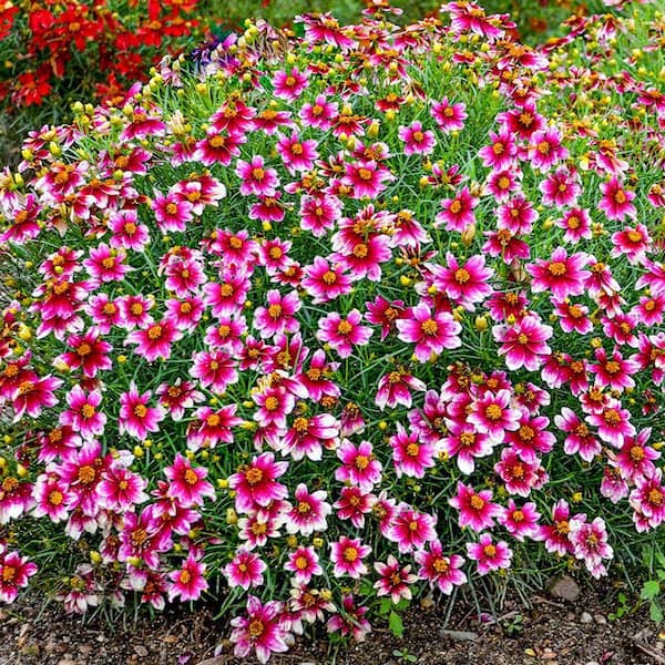 DIRECT GARDENING Zesty Zinger Coreopsis Tickseed Dormant Bare Root