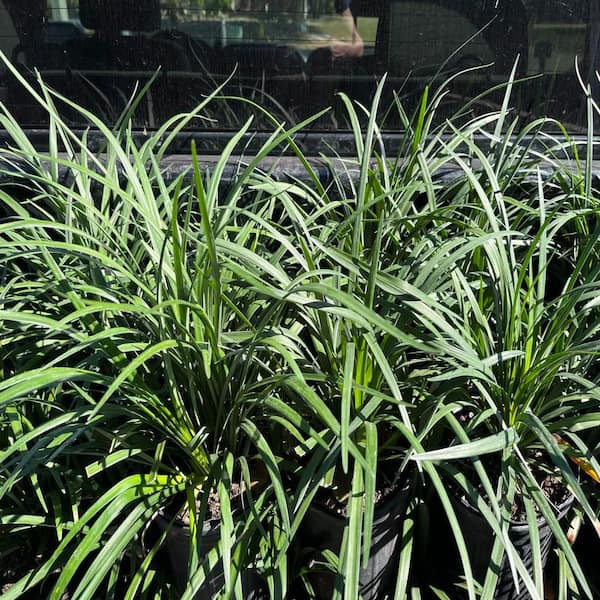 OnlinePlantCenter - 1 gal. Big Blue Lily Turf Plant