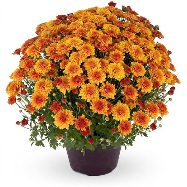 8 in. Mum Plant Orange Flowers in Grower's Pot