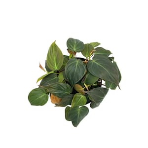 6 in. Philodendron Micans Plant in Grower Pot