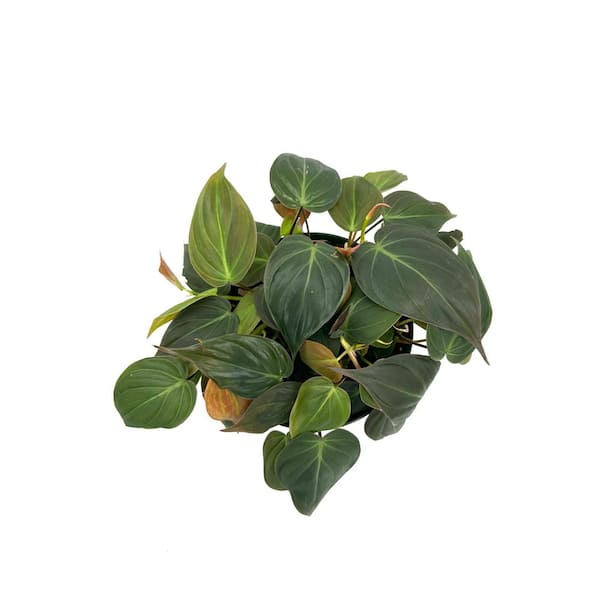 HAMPSHIRE FARMS 6 in. Philodendron Micans Plant in Grower Pot