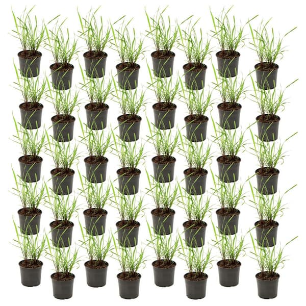 1 gal. Lemongrass Plant (40-Pack)