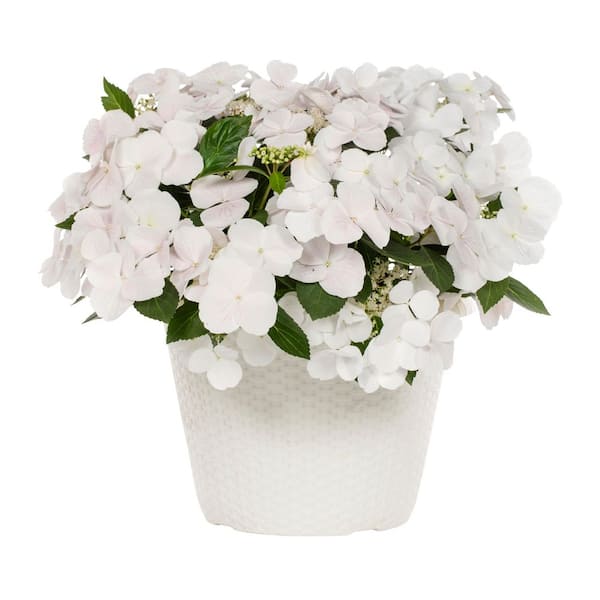 2 Gal. Deco Planter Fairytrail Bride Hydrangea White Annual Plant