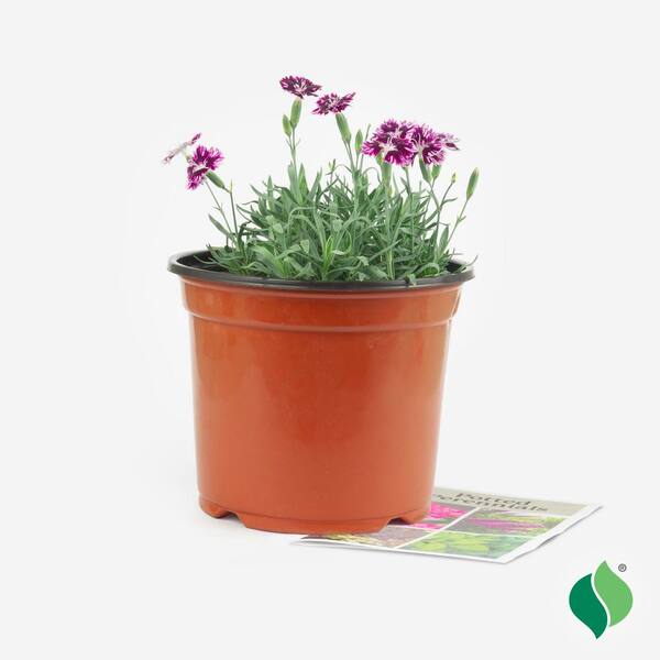 1 Gal. EverBloom Raspberry Jam Dianthus, Live Perennial Plant
