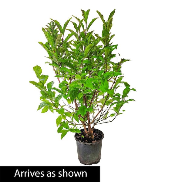 3 Gal. Pot Miss Kim Lilac Flowering Shrub Grown (1-Pack)