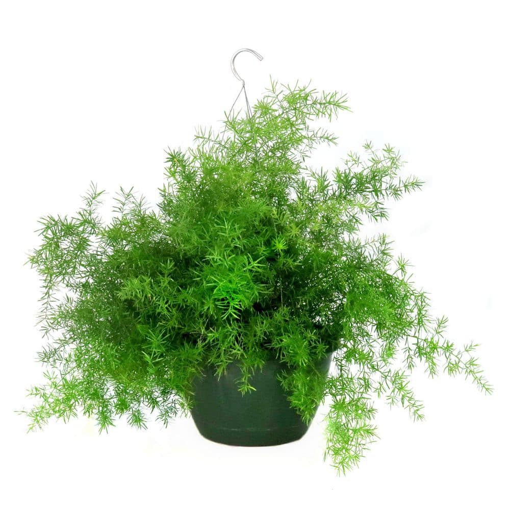 philodendron pflege gelbe blätter Philodendron melinonii 'Gold'