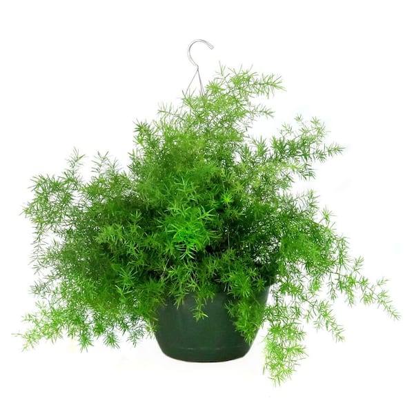 10 in. Asparagus Fern Plant in Hanging Basket