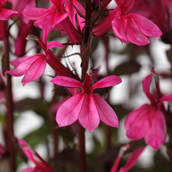 Unbranded 2 Gal. Lobelia Starship Plant