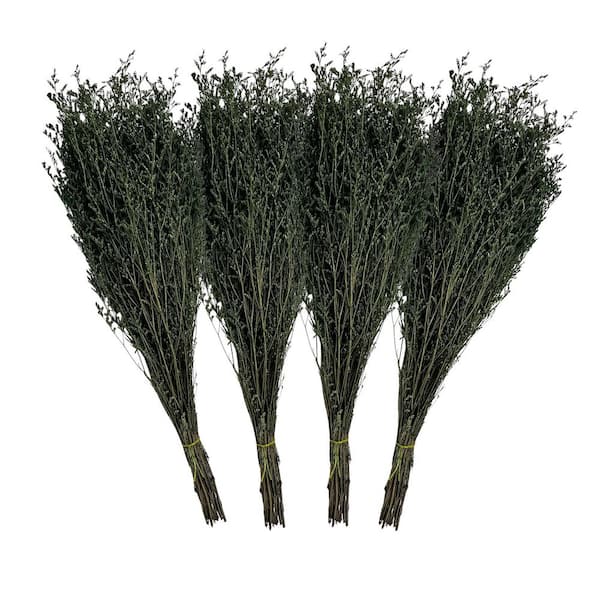 21 in. Green Indoor Non Artificial Dried Preserved Valentin Grass-Pack of 4