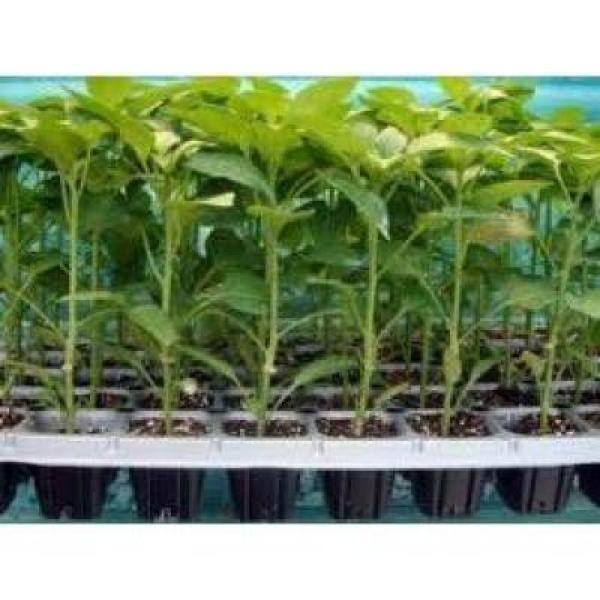 3x 24 Cells Plant Germination Tray Hydroponic Flower Pot Plants Sprout Planter 