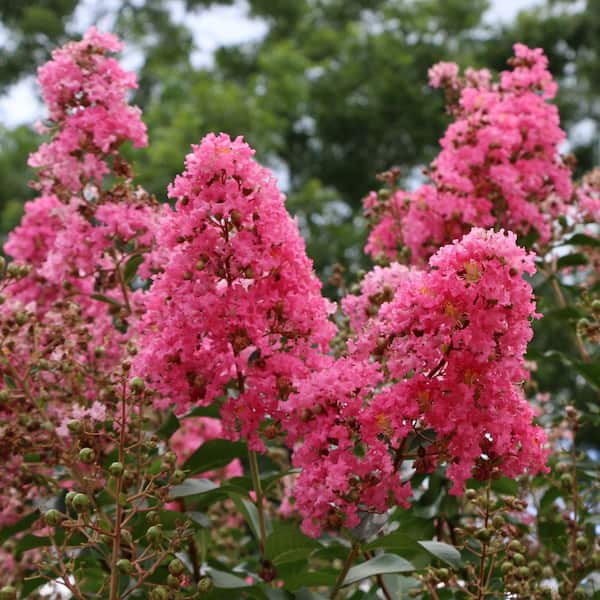 national PLANT NETWORK 3 gal. Crape Myrtle Miami Shrub with Pink
