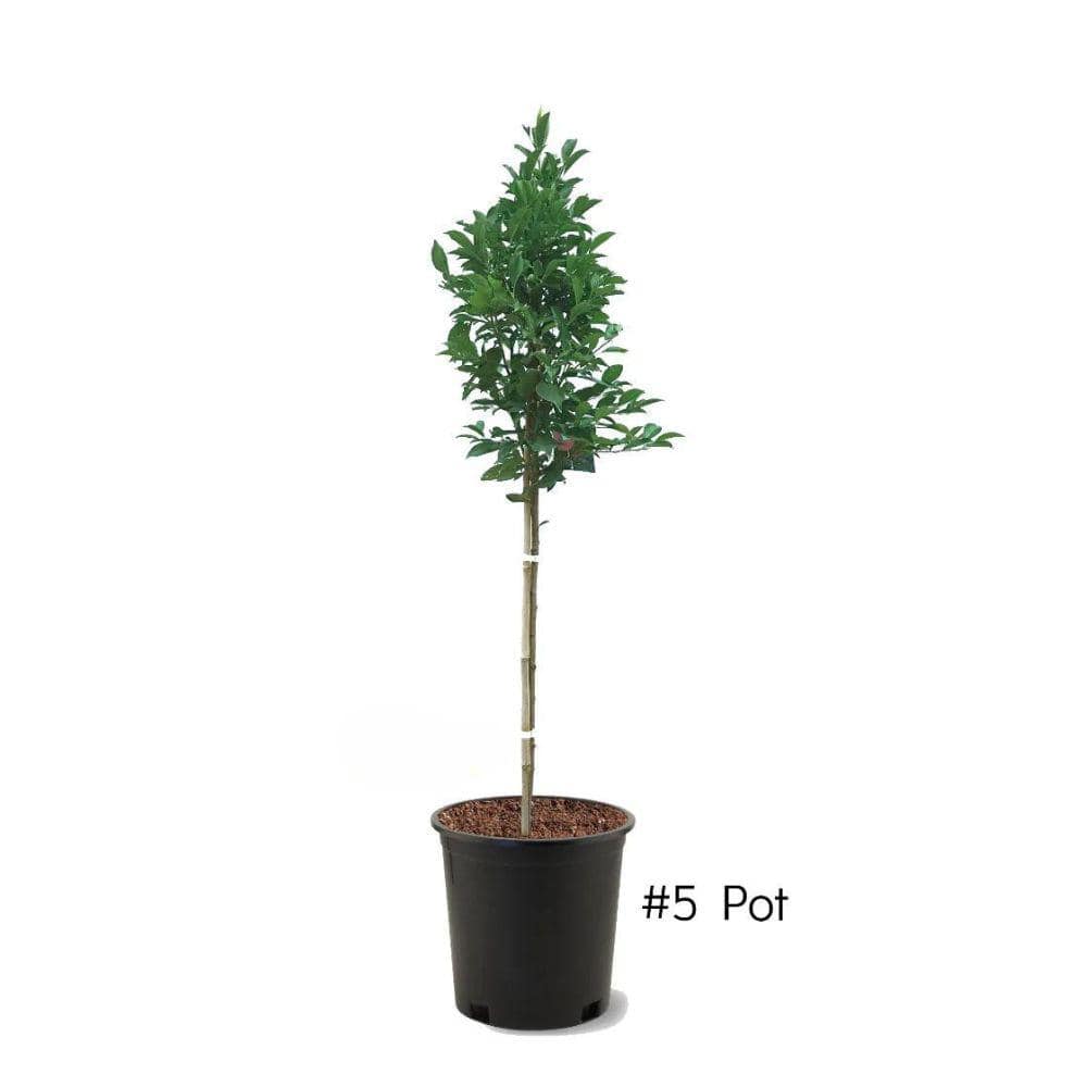 5 Gal. Santa Rosa Plum Tree price history on PriceWatchPro