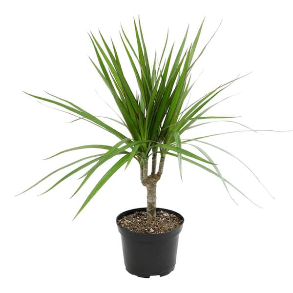 ALTMAN PLANTS Dracaena Marginata Dragon Tree Live Indoor Houseplant 6 in. Grower Pot