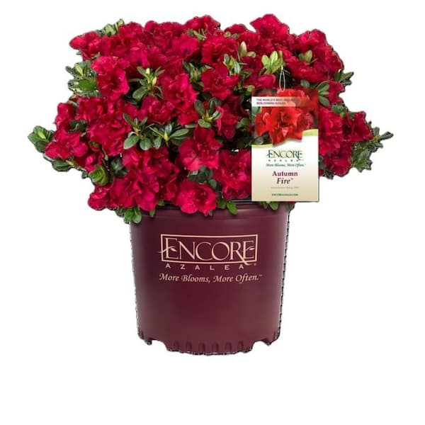ENCORE AZALEA 1 Gal. Encore Autumn Fire Azalea Shrub with Rich True Red Color Reblooming Flowers