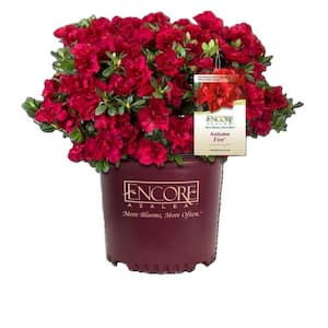 1 Gal. Encore Autumn Fire Azalea Shrub with Rich True Red Color Reblooming Flowers
