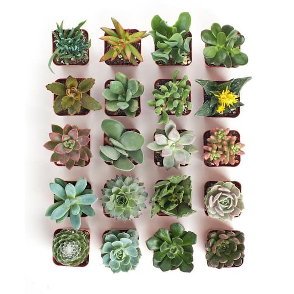 Shop Succulents 2 in. Unique Succulent (Collection of 20) U20 - The Home  Depot