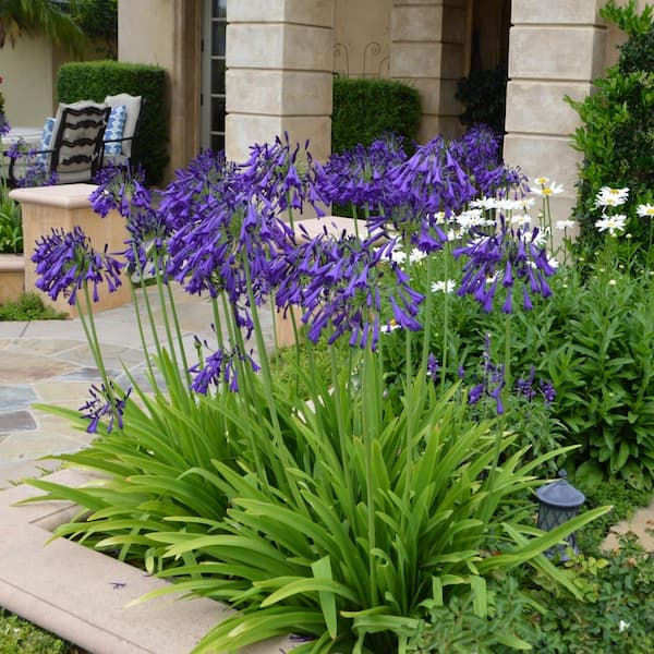 national PLANT NETWORK 1 gal. Agapanthus Plant with Purple Flowers