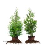 4 ft. - 5 ft. Thuja Green Giant Tree (2-Pack)