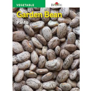 Spanish Bean, Shell Pinto Seed