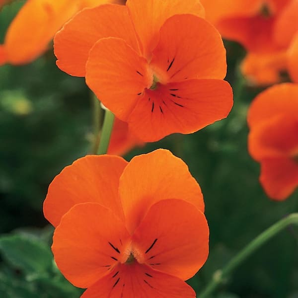 4.5 in. Orange Viola Plant 22615 - The Home Depot