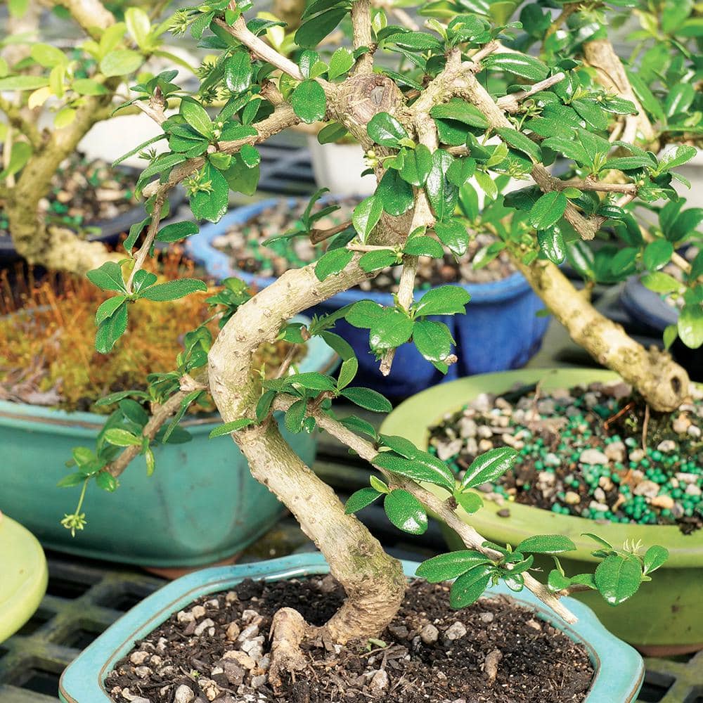 Medium Indoor Fukien Tea Bonsai Tree with Black Pot
