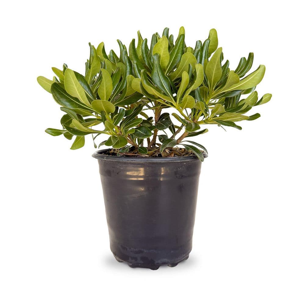 FLOWERWOOD 2.5 qt. Green Pittosporum (Japanese Mock Orange