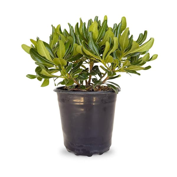 2.5 Qt. Green Pittosporum, Evergreen Shrub, Glossy Green Foliage