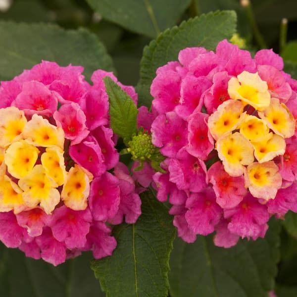 Pure Beauty Farms 2.5 Qt Lantana Bandana Landscape Pink in Grower's Pot (2-Packs)