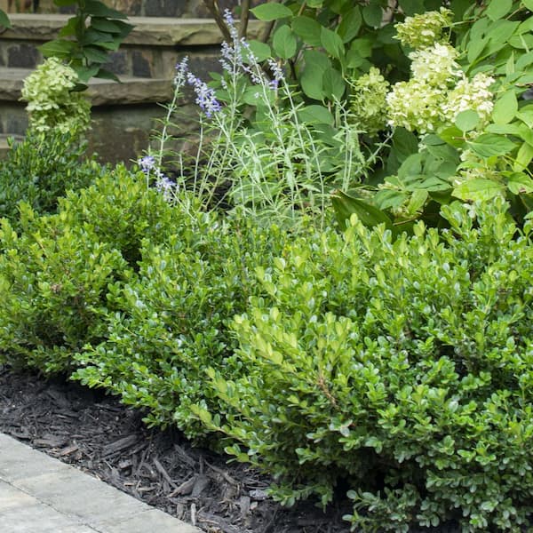 ALTMAN PLANTS 3G Japanese Boxwood Shrub (BUXUS JAPONICA) Single