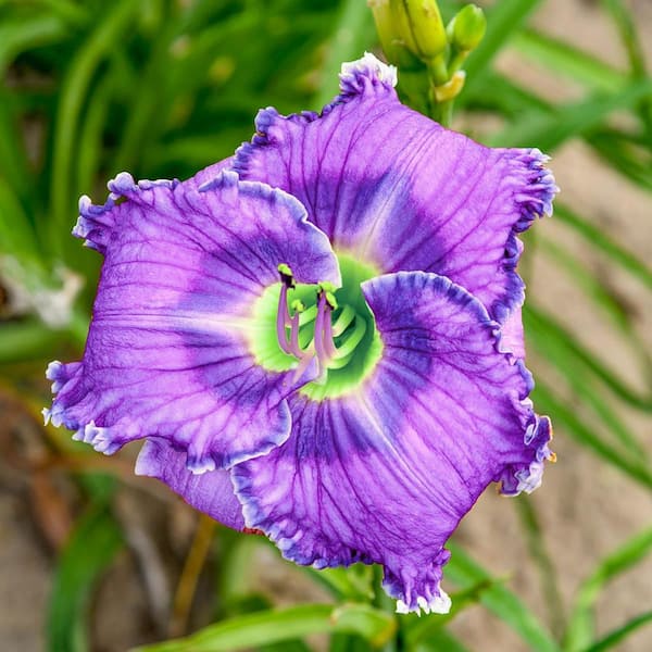 Breck's Lavender Tomorrow Reblooming Daylily Dormant Bare Root Perennial Plant Root (1-Pack)