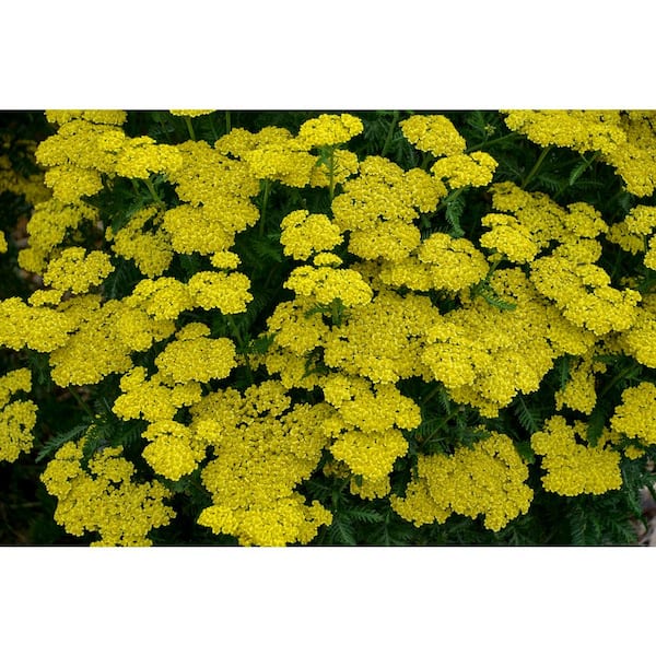 0.65 Gal. Firefly Sunshine Yarrow (Achillea) Live Plant, Yellow Flowers