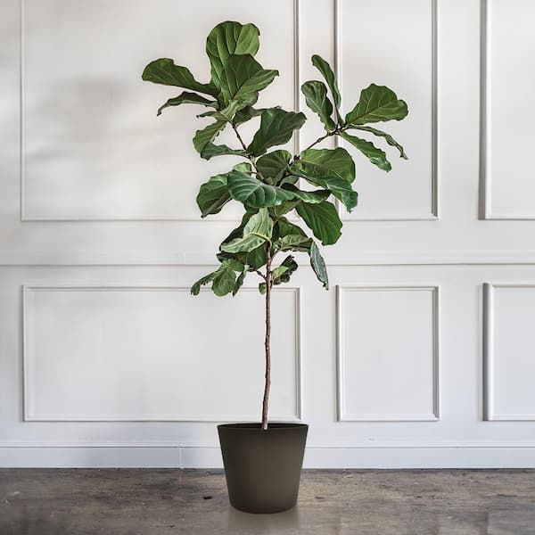 12 in. Kyra Medium Chocolate Resin Planter (12 in. D x 11 in. H) with Attached Saucer