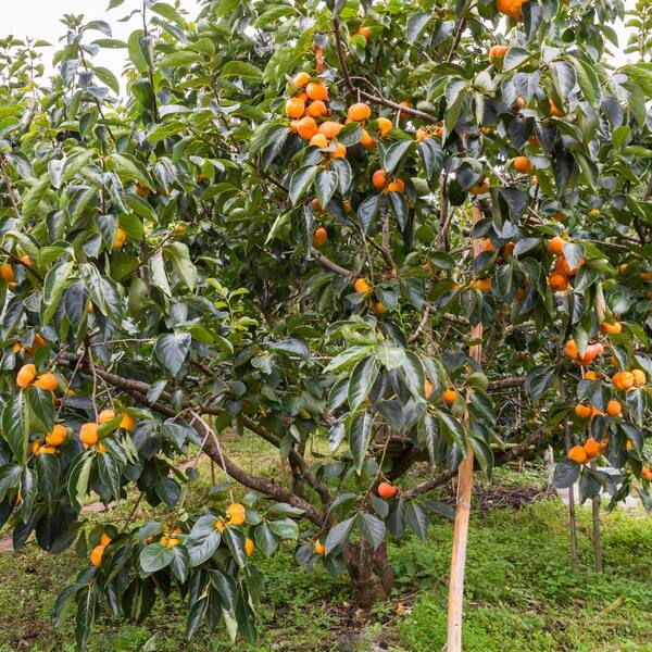 national PLANT NETWORK 2.25 Gal. Deciduous Native Persimmon Tree 