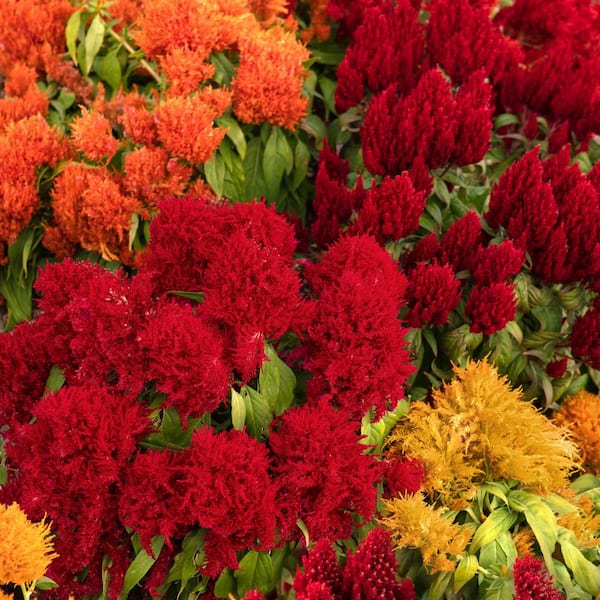 4 in. Celosia Uptown Funk Celosia Mix Annual Plant with Multicolor Flowers (3-Pack)