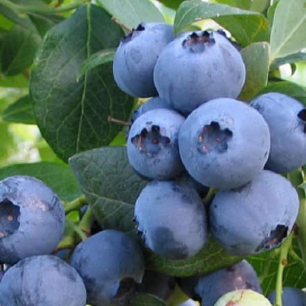 SOUTHERN LIVING 2 Gal. Bless Your Heart Blueberry (Rabbiteye) - Fruit-Bearing Shrub