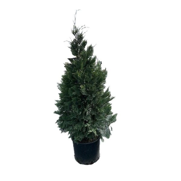 5 Gal. Leyland Cypress Live Evergreen Tree with Green Foliage (1-Pack)