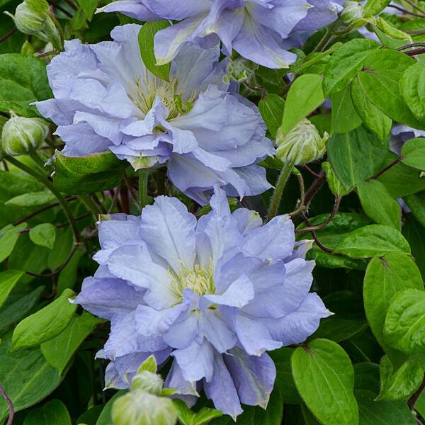 Spring Hill Nurseries Diamond Ball Clematis, Live Bareroot Plant, Blue Flowering Perennial Vine (1-Pack)