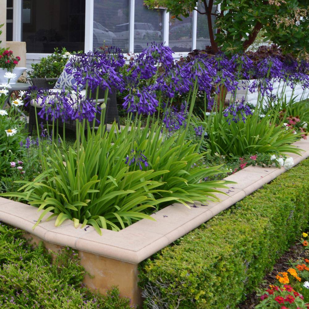 Agapanthus Plant with Purple Flowers in 7" Planter